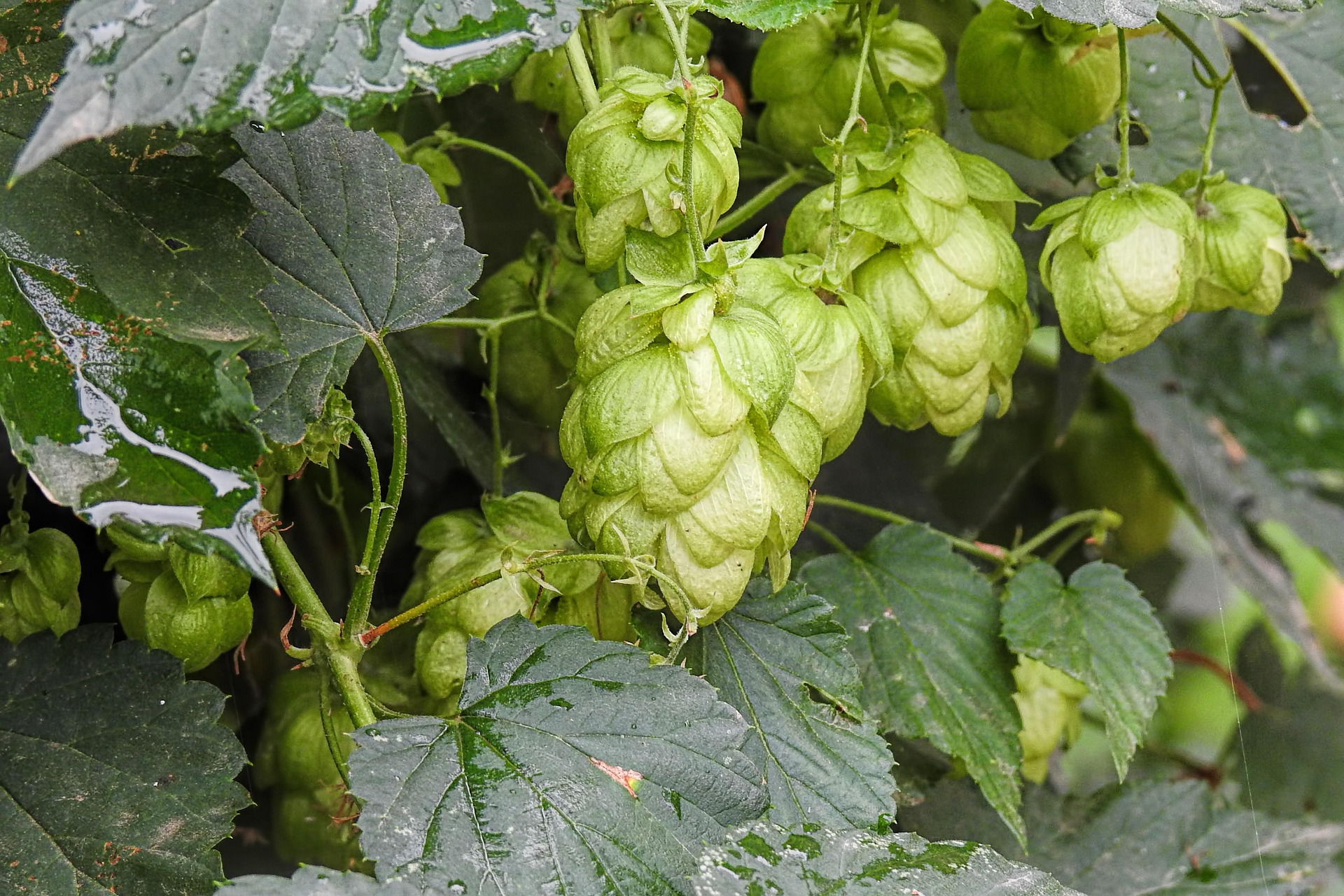 Hopfen auf dem Feld bei Sonnenlicht
